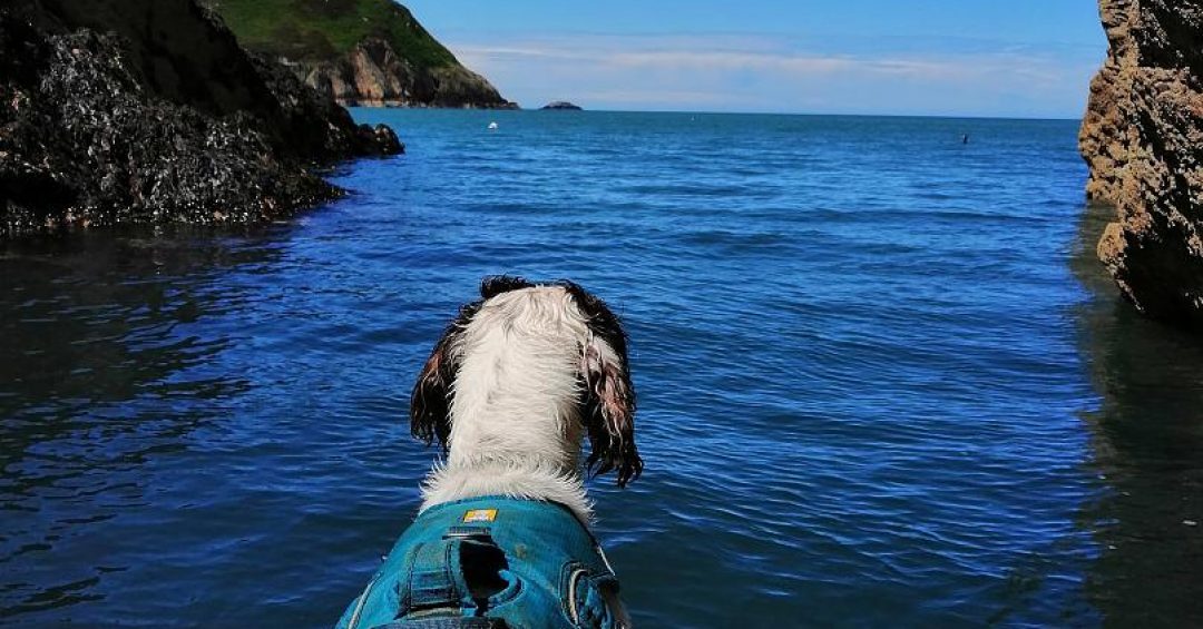 köpekler su tasarrufuna nasıl yardım eder