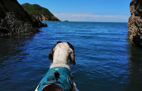 Köpekler Su Tasarrufunda Nasıl Yardımcı Oluyor?