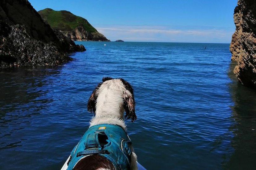 Köpekler Su Tasarrufunda Nasıl Yardımcı Oluyor?