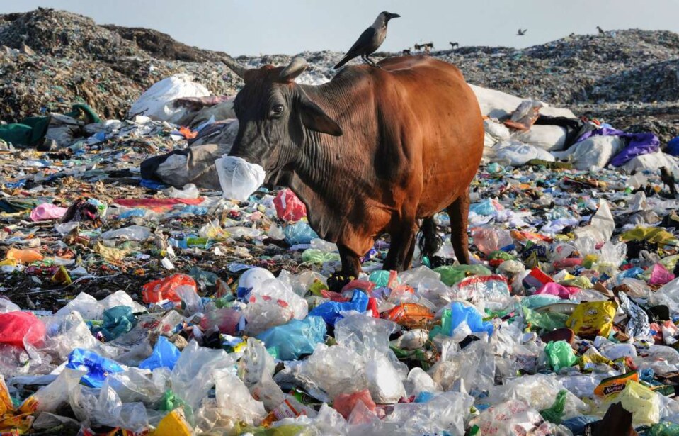 WWF, Akdeniz Plastik Raporu’nu yayımladı: Akdeniz’e en çok plastik Türkiye’den