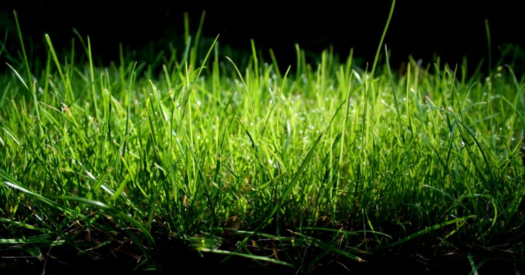 Yeşil arla plan resimleri