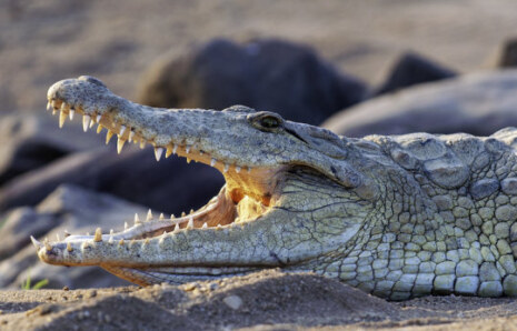 Timsahlar Dinozorların Çağından Beri Neden Bu Kadar Az Değişti?