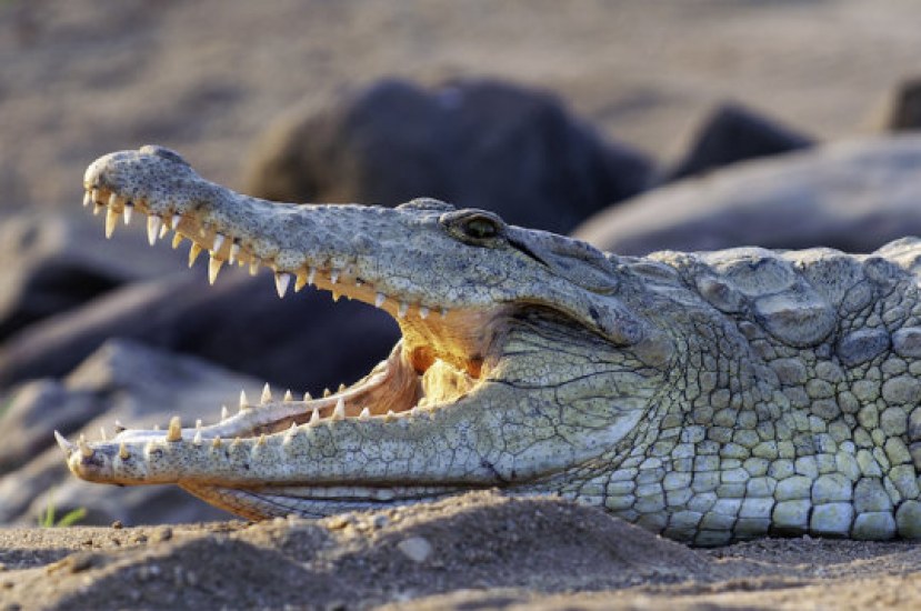 Timsahlar Dinozorların Çağından Beri Neden Bu Kadar Az Değişti?
