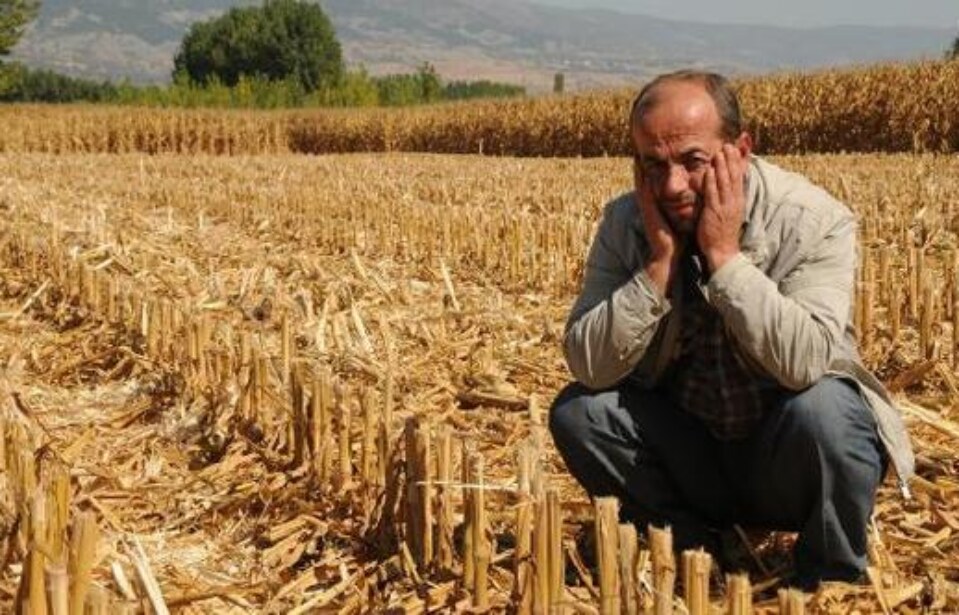 Toprak Bozulması ABD Mısır Çiftçilerine Her Yıl Yarım Milyar Dolara Mal Oluyor