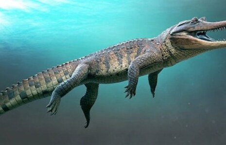 Timsahlar Dinozorların Çağından Beri Neden Bu Kadar az Değişti?