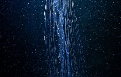 Denizanaları Yüzmek İçin Su Duvarları Oluşturuyor