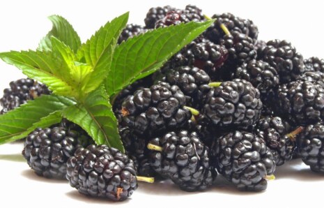 Yüksek Kalite Böğürtlen Resimleri