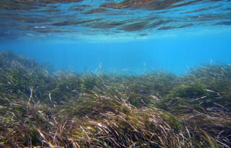 Deniz Çayırları ve Kültürel Tarih Bağlantısı