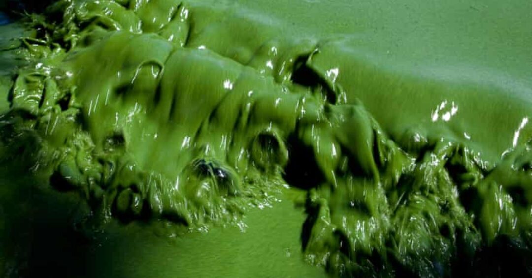 Kuzey Kaliforniya, ABD'deki Copco Rezervuarı'ndaki zehirli yeşil algler