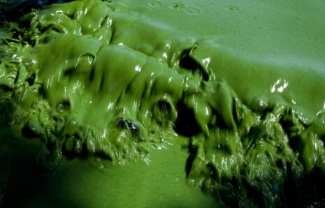 Gölleri Nitrojen ve Fosfor Tehdit Ediyor