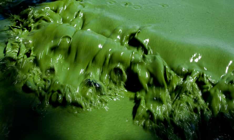 Kuzey Kaliforniya, ABD'deki Copco Rezervuarı'ndaki zehirli yeşil algler
