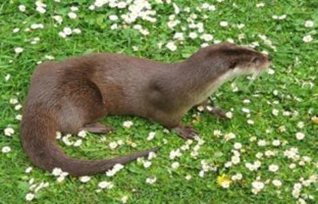 Kurt Boyunda Soyu Tükenmiş Su Samuru Keşfedildi: 6,24 Milyon Yaşında