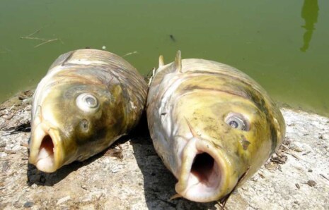 Su Kaynaklarında Siyanotoksin Tehlikesi