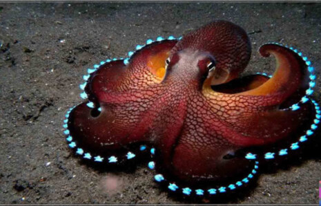 Ahtapot Vantuzlardaki Olağanüstü Sensörler