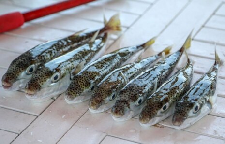 Balon balığının Akdeniz’den Van’a ‘ölüm’ yolculuğu