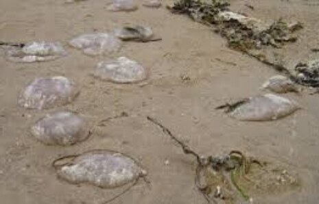 Sahile Vuran Denizanaları En Az 1 Kilo Ağırlığında