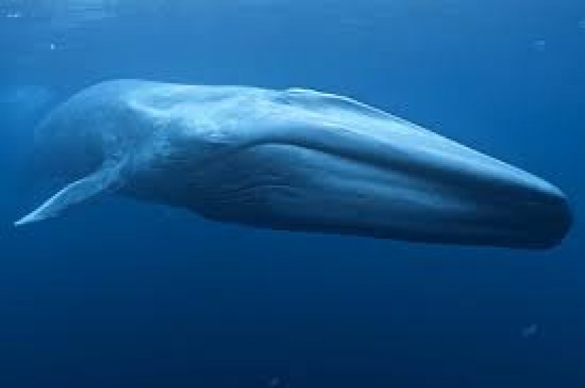 Batı Hint Okyanusu’nda yeni mavi balina popülasyonu keşfedildi