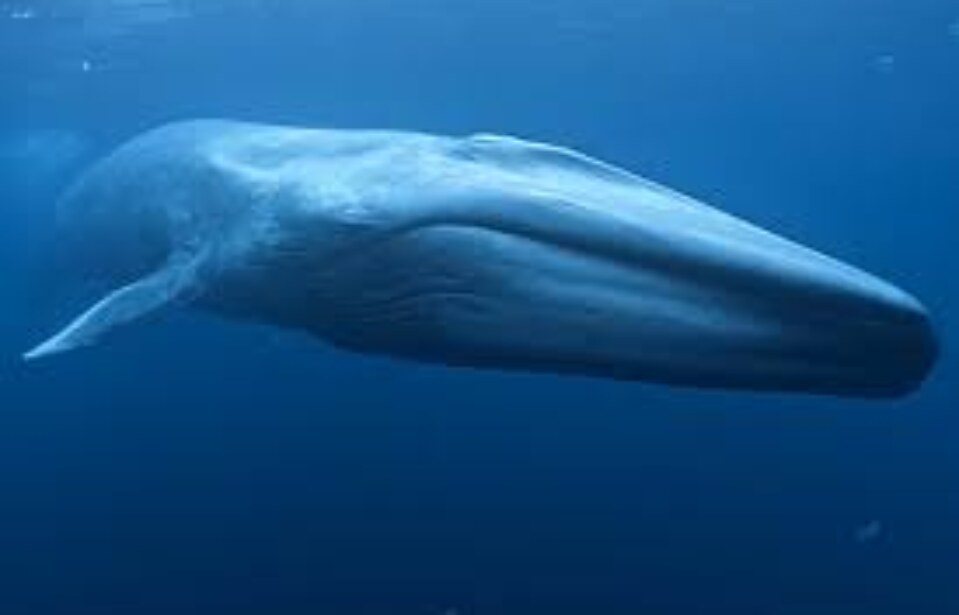 Batı Hint Okyanusu’nda yeni mavi balina popülasyonu keşfedildi