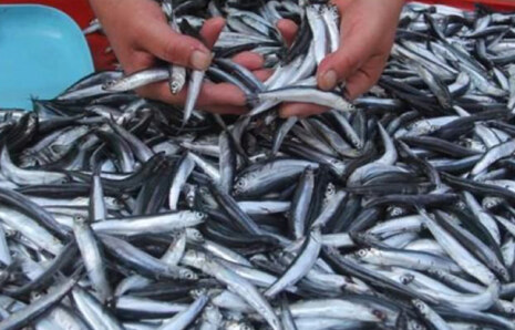 Hamsi Avı Yasağı 28 Ocak’a Uzatıldı