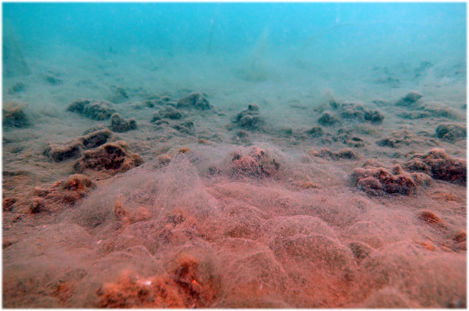 marmara denizi 18 metre musilaj oluşumu