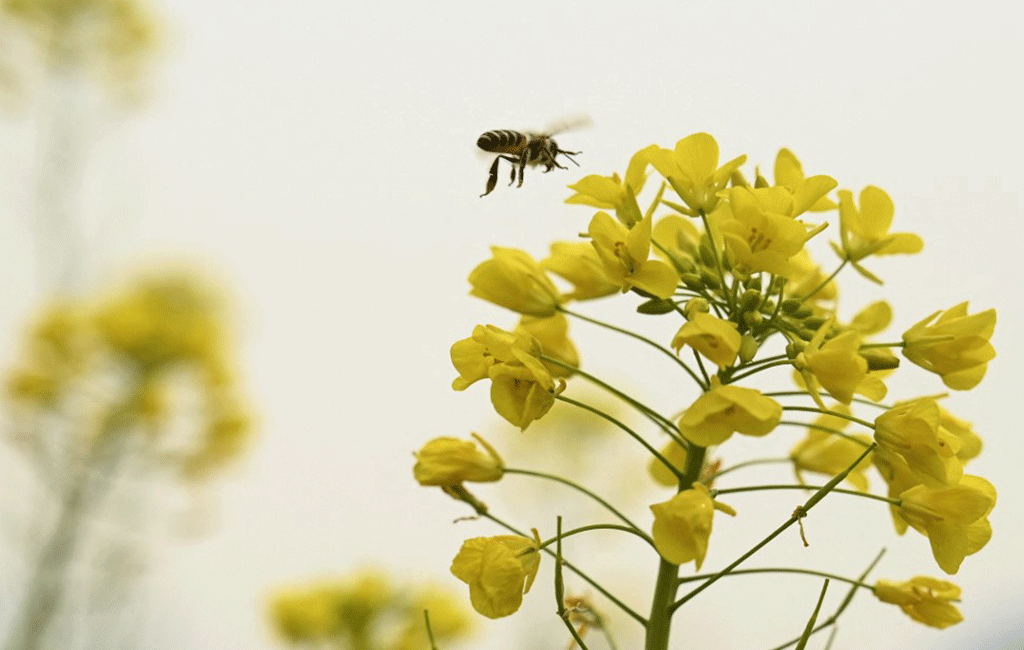 Tarım İlaçları ve Pestisitler Arıları Öldürüyor